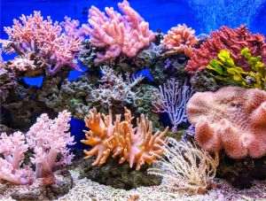 Recifele de corali din Kenya, o rază de speranţă în oceanul care se încălzeşte